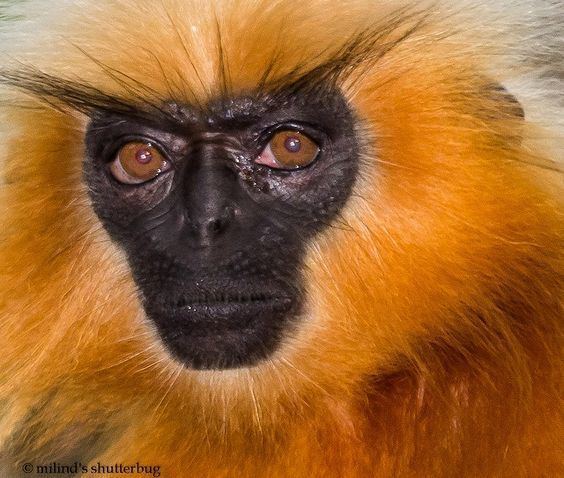Animals that are...creepy...