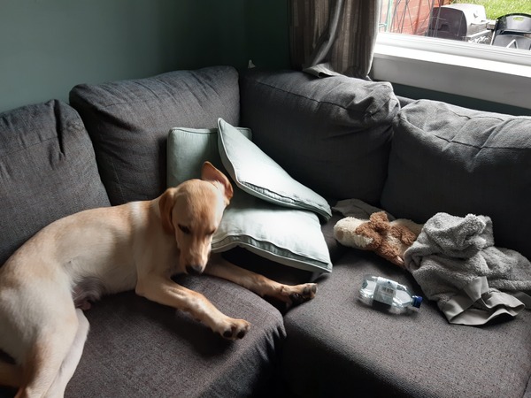 Show me your puppies