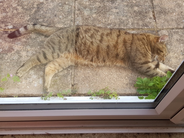 Thug cat part 4.  After all, it's not my Axminster.