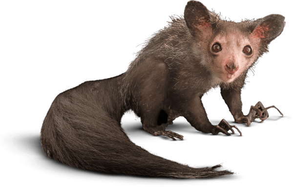Animals that are...creepy...