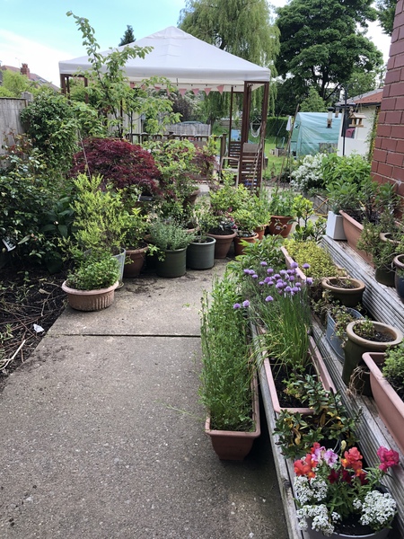 *PICS* Complete novice with a blank slate garden