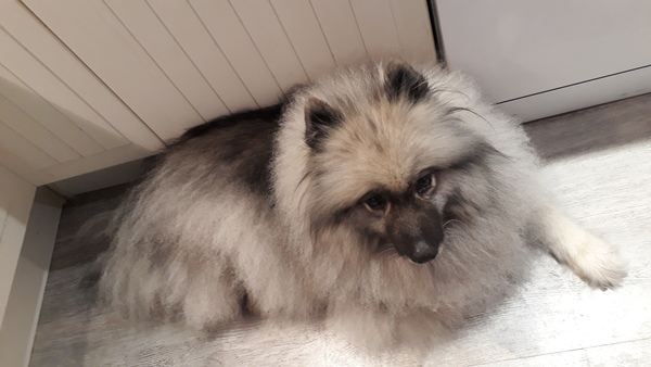 Does anyone have a dog with a family member with an allergy?