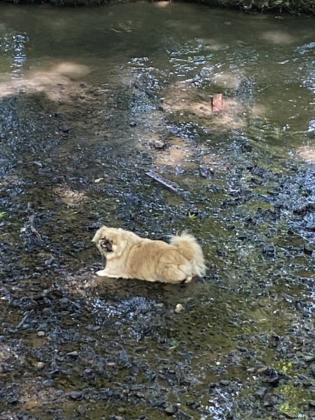 Show me your puppies