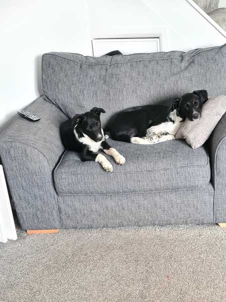 Border collie owners