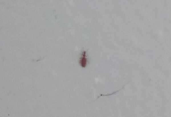 Help, our house is full of mites :(