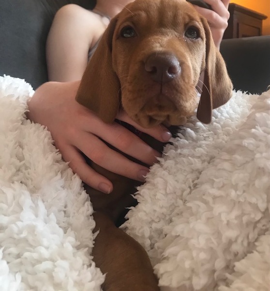 I seem to be doing everything wrong with my 'velcro' pup