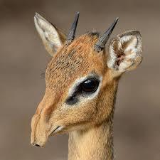Animals that are...creepy...