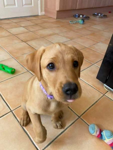 Puppy Survival Thread - May