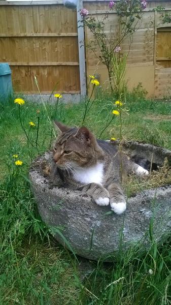 Chez Ollie - All welcome especially Not My Cats. General Cat chat thread