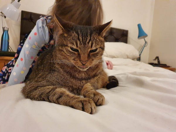 Gastrointestinal feline lymphoma