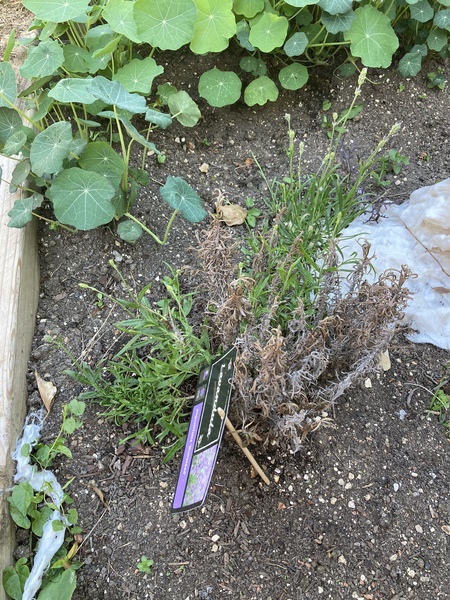 When do I cut this dead bit off my lavender?