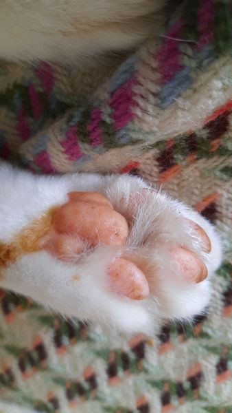 Toe beans!