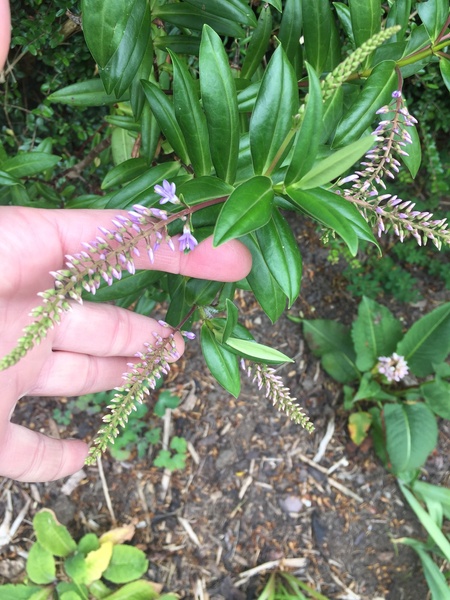 Plant I.D