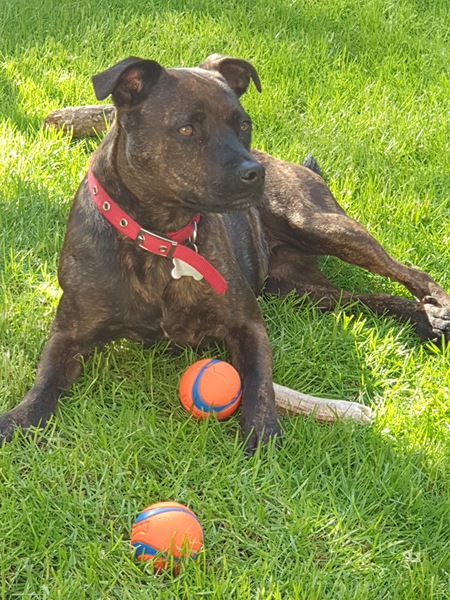 Name your crossbreed - I have a Whaffy.