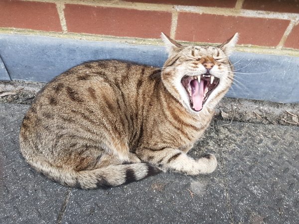 Thug cat part 4.  After all, it's not my Axminster.