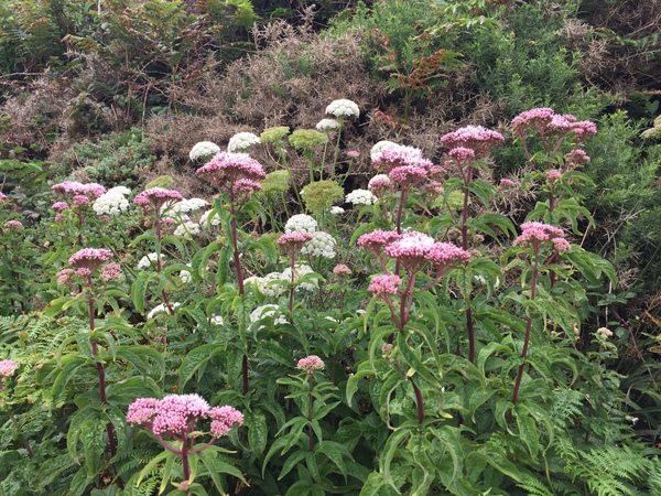 Nature appreciation thread