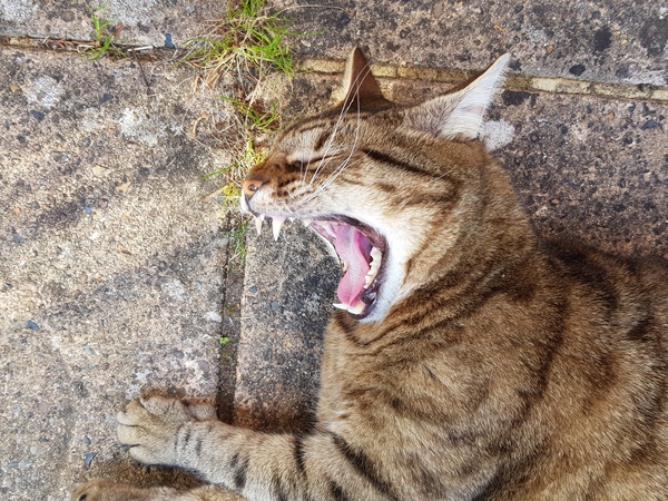 Thug cat part 4.  After all, it's not my Axminster.