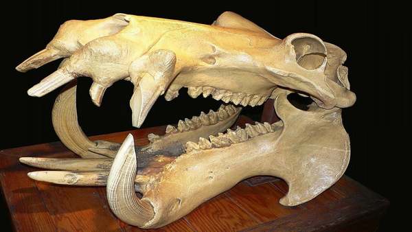 Animals that are...creepy...