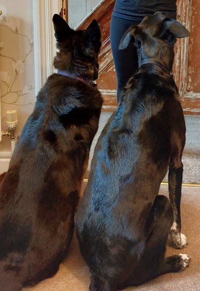 Dog food challenge help