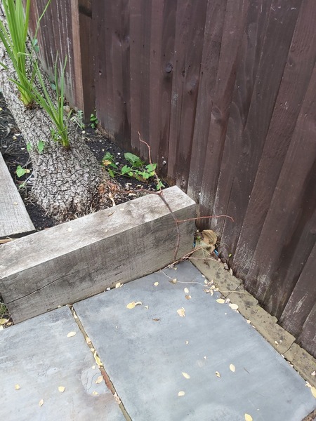 The dreaded Japanese knotweed