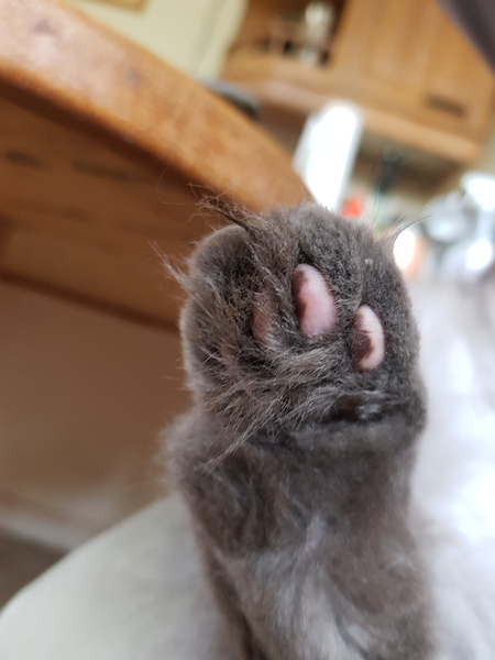 Toe beans!