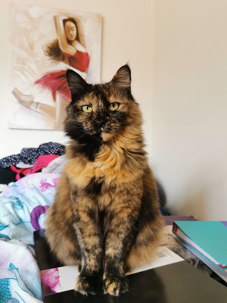 Cats bring me my mail