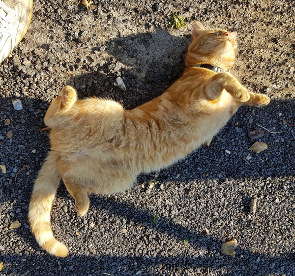 Chez Ollie - All welcome especially Not My Cats. General Cat chat thread