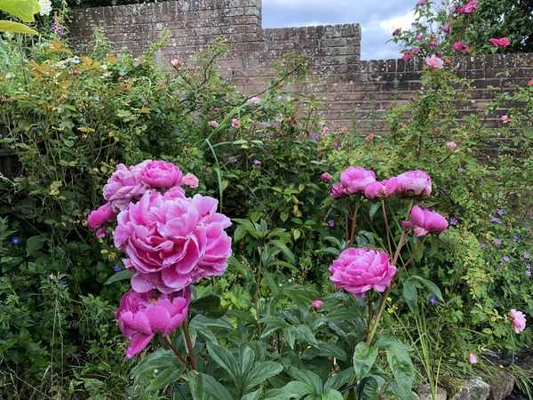 Show us your peonies!