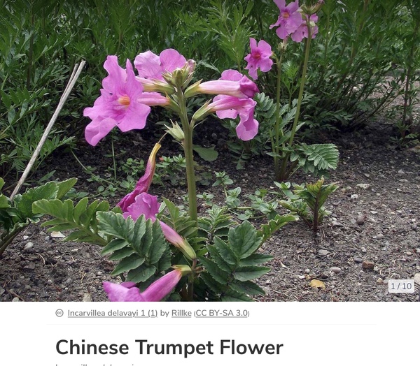 Another plant ID please