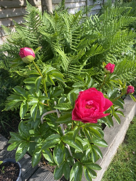 Week 8 - Leaving Lockdown Low Carb Bootcamp