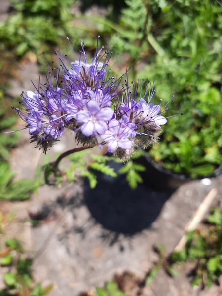 Plant ID.