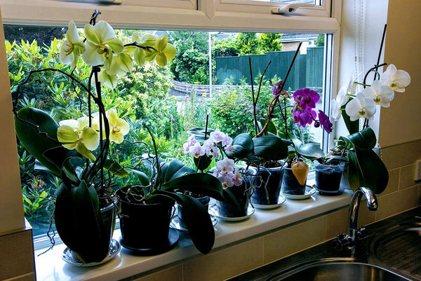Orchids