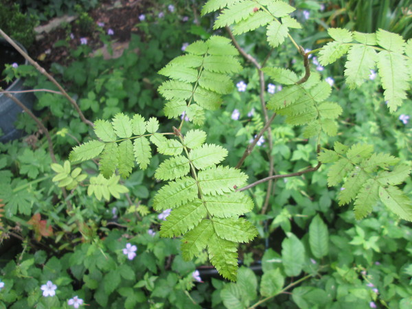 Another plant id please