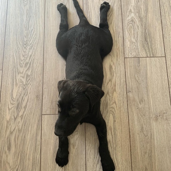 Puppy Survival Thread - May
