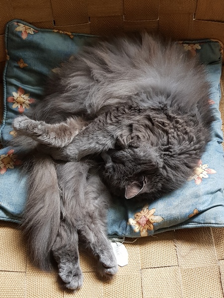 What's your DCat up to today? (Thread 8)
