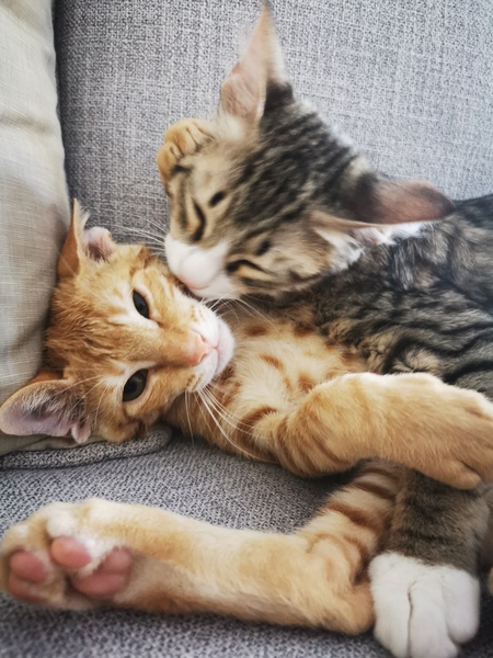 Rescue cat gone from feral to loving fuss - is this normal?