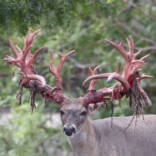 Animals that are...creepy...