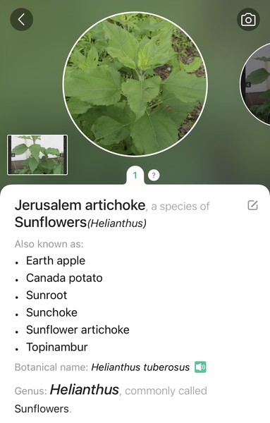Plant ID please