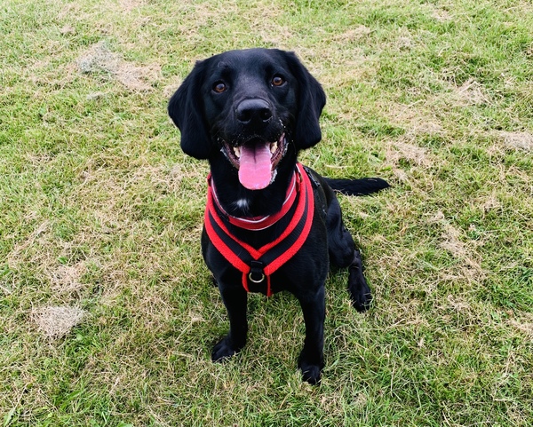 Name your crossbreed - I have a Whaffy.