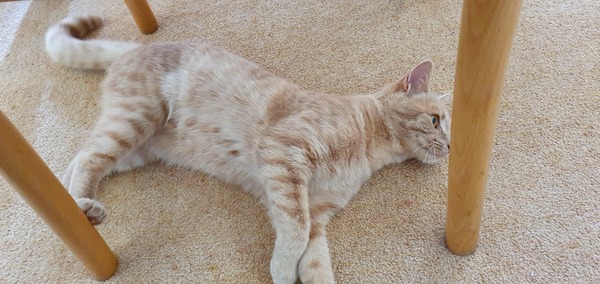 My cat is soooo bored....