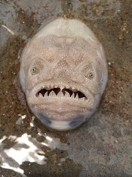 Animals that are...creepy...