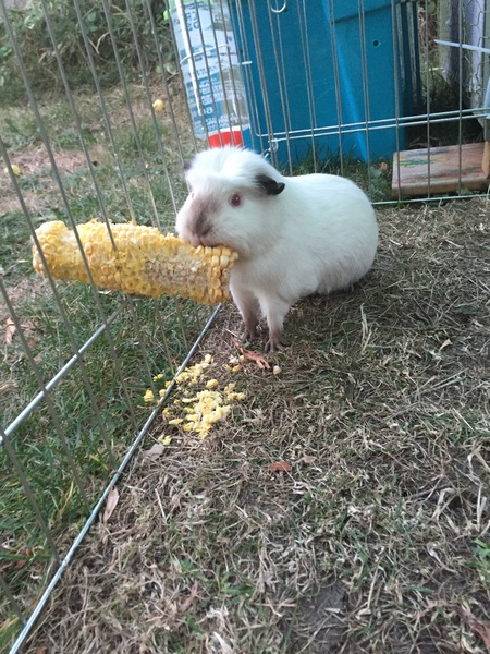 How do you say Oreo?