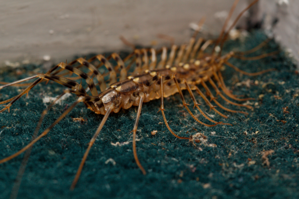 Animals that are...creepy...