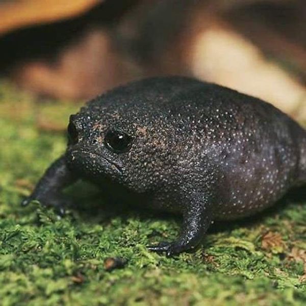 Animals that are...creepy...