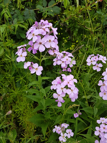 What are these flowers?
