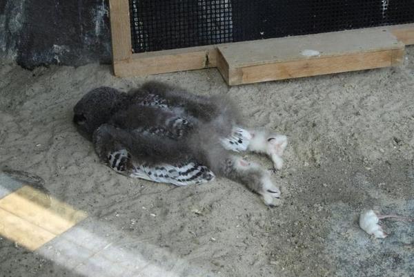 Animals that are...creepy...