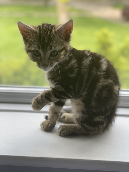 Orphaned Kitten