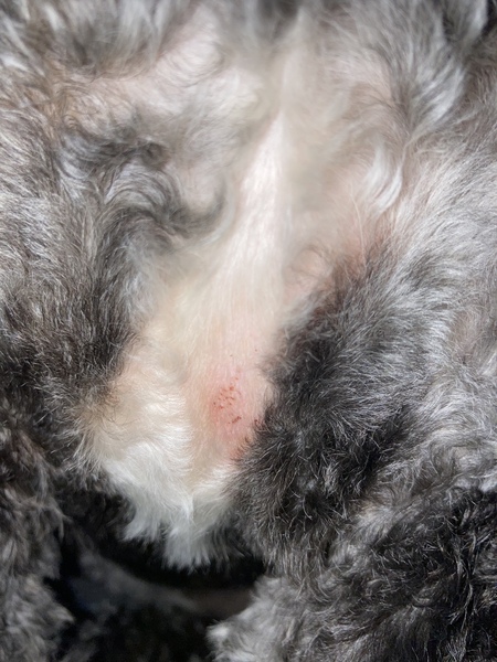 Are these flea eggs? Photo included TW