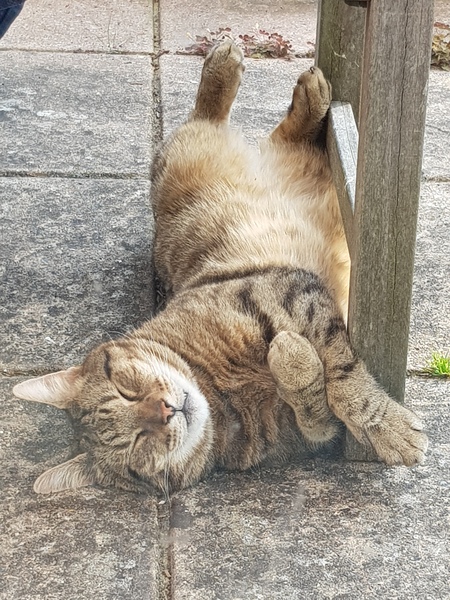Thug cat part 4.  After all, it's not my Axminster.