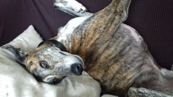 Does your dog sit like this?